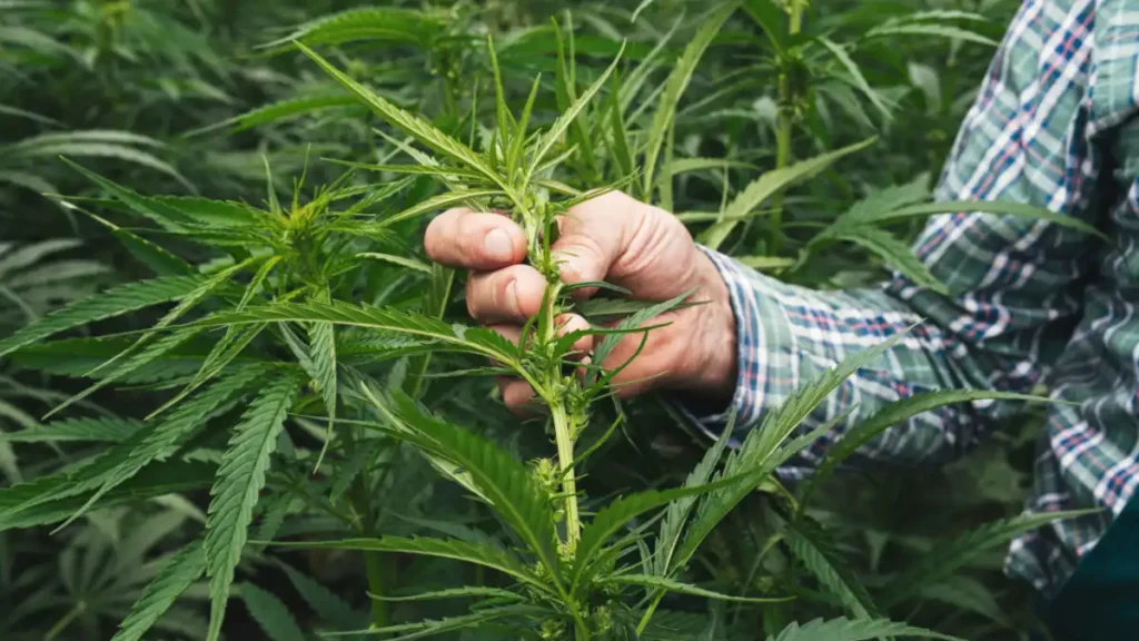 Hemp legality search and seizure laws in the United States.